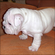 English bulldog puppy with much love for your home