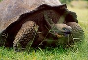 Brown beautiful African tortoise