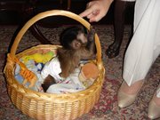 baby capuchin monkeys for 200