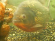 PIRANHAS plus 120ltr clearseal tank whit extras