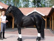 Adorable tall elegant stallion Frisian Horses