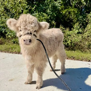 Buy mini highland cow miniature cattle for sale buy mini cattle