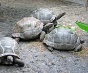 Tortoise and Turtles Available