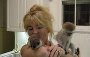 Adorable Capuchin monkeys for adoption
