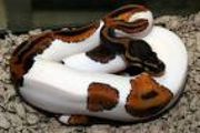albino and piedbald pythons for sale
