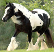 well-trained Healthy Gypsy horses for sale ,  