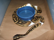  Piebald and Ball pythons for adoption 