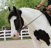 gypsy vanner horse for you now!!!!!!!!!!!!!!!!!!!!!!!!