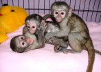 Gorgeous baby Capuchin monkeys for Adoption.