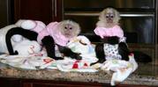 Twin Baby White-Face Capuchin monkey for Adoption