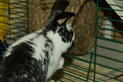 free male rabbit needs a new home