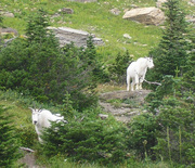 For SAle Mountain Goats x2
