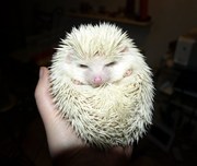 African pygmy hedgehog and starter kit