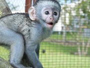 Lovely and jovial purebreed monkeys For Free Adoption