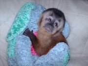 desired monkey for new home